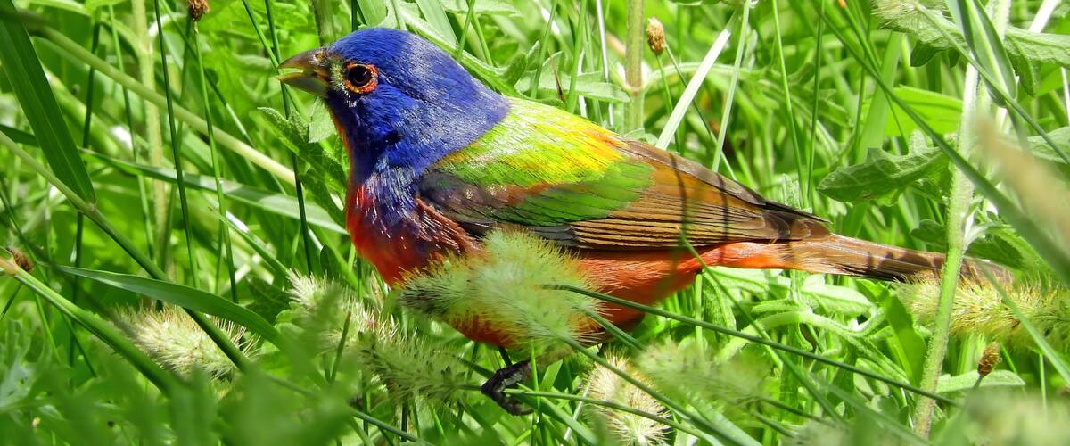 A colorful bird in a grassy field.
