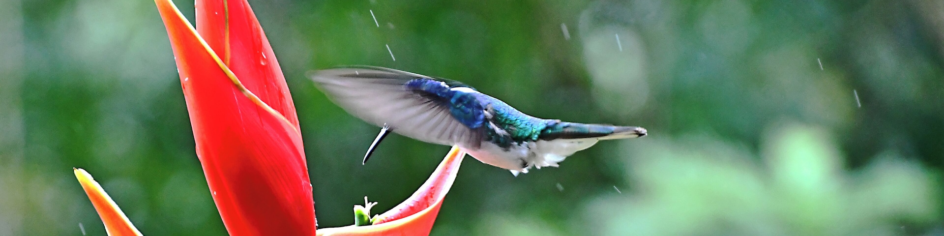 The Costa Rica Nature Pavllion has habitate that attract Hummingbirds and Toucans.