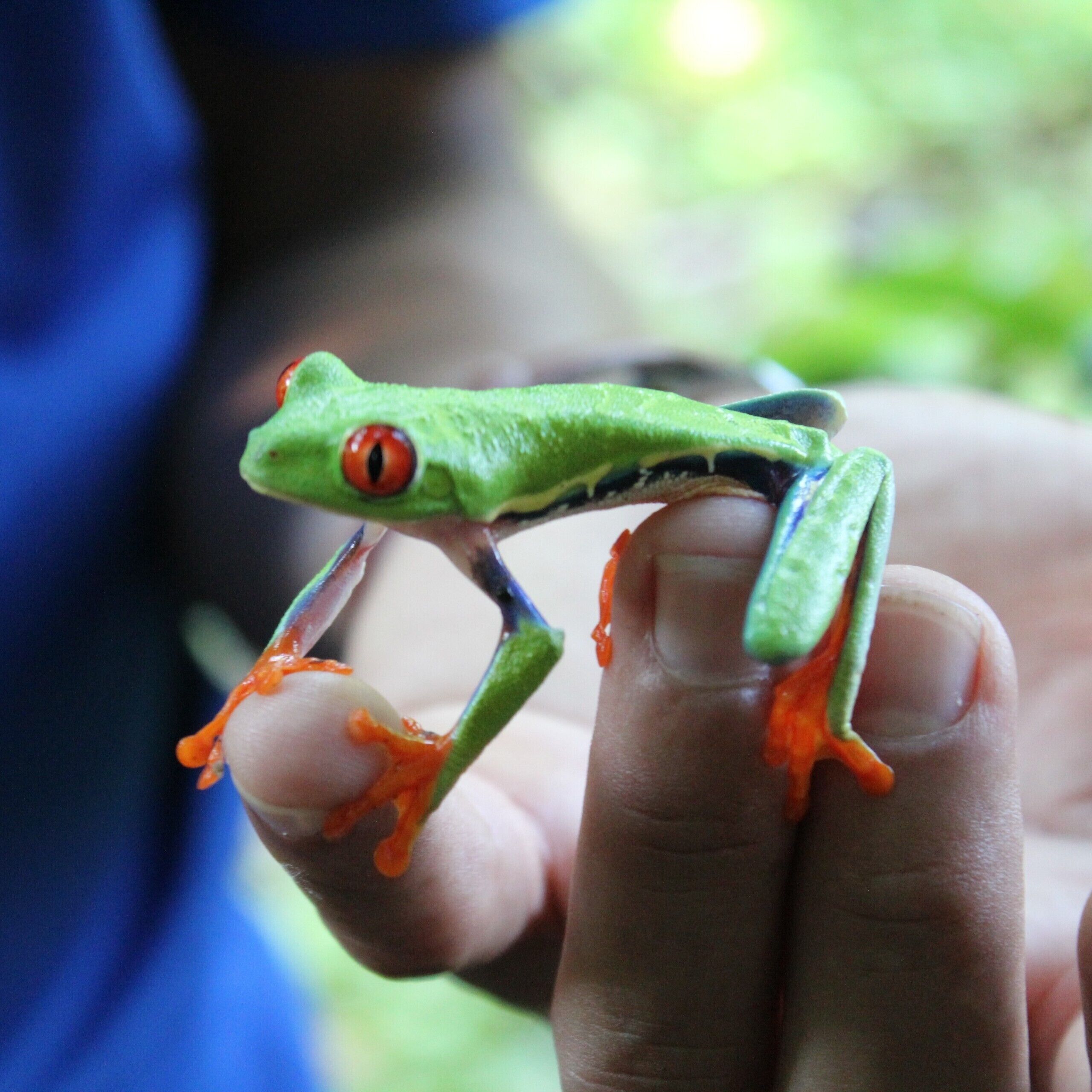 If you wander into the rainforest watch out for these little guys on the back of the big leaves #lifeatexpedia