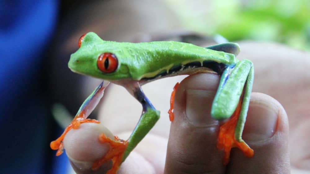 If you wander into the rainforest watch out for these little guys on the back of the big leaves #lifeatexpedia