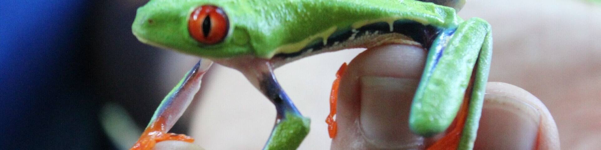 If you wander into the rainforest watch out for these little guys on the back of the big leaves #lifeatexpedia