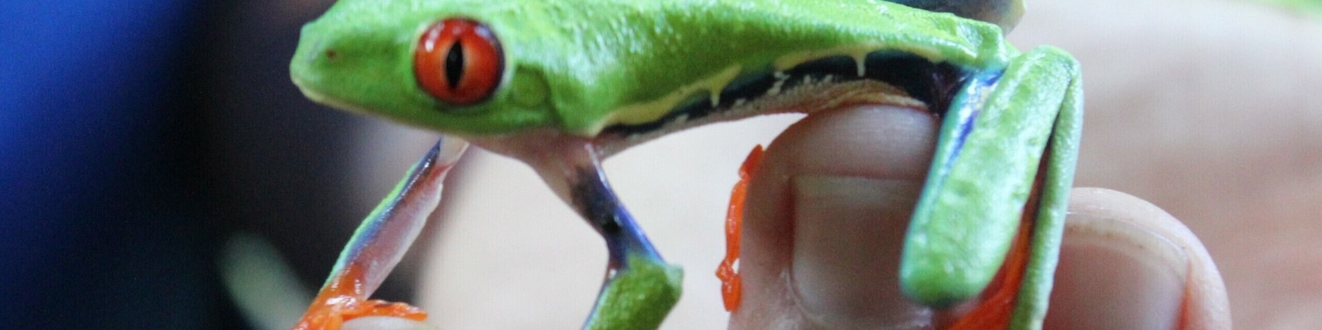 If you wander into the rainforest watch out for these little guys on the back of the big leaves #lifeatexpedia