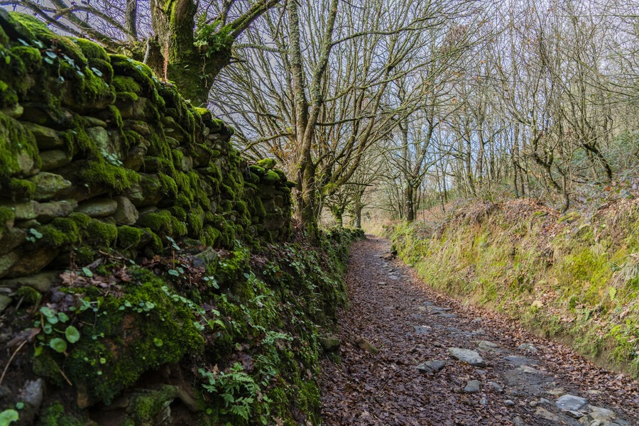 Un muro de piedra cubierto de musgo, un sendero cubierto de hojas y árboles desprovistos de follaje en un bosque.