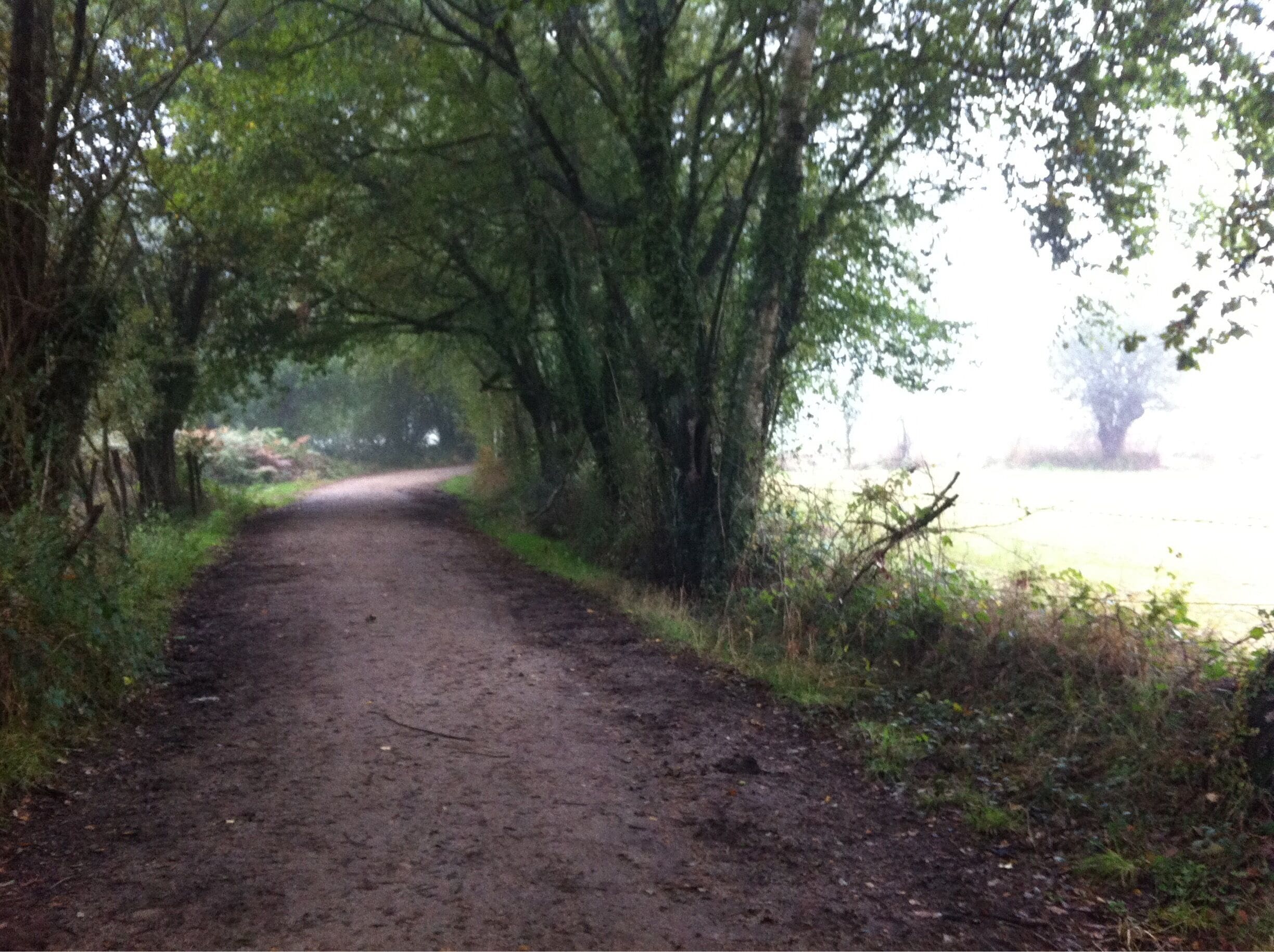This 800 km pilgrimage takes you from Northern France across Northern Spain to Santiago de Compostela. ( Just a typical countryside view )