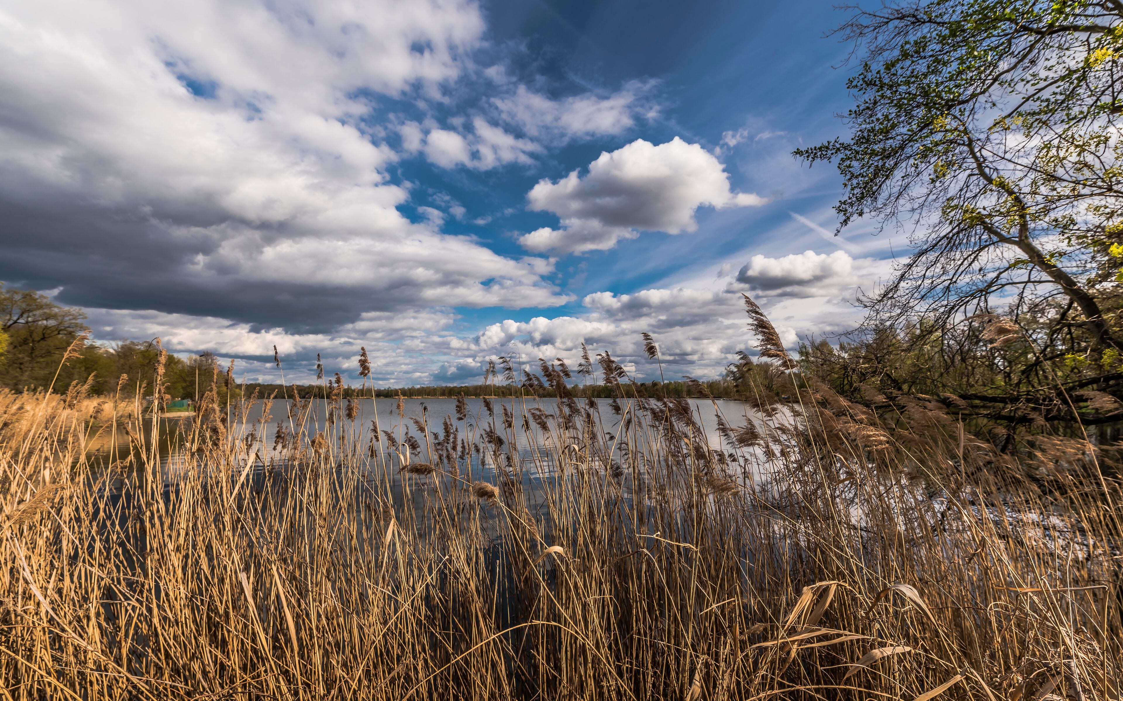 reeds in lake