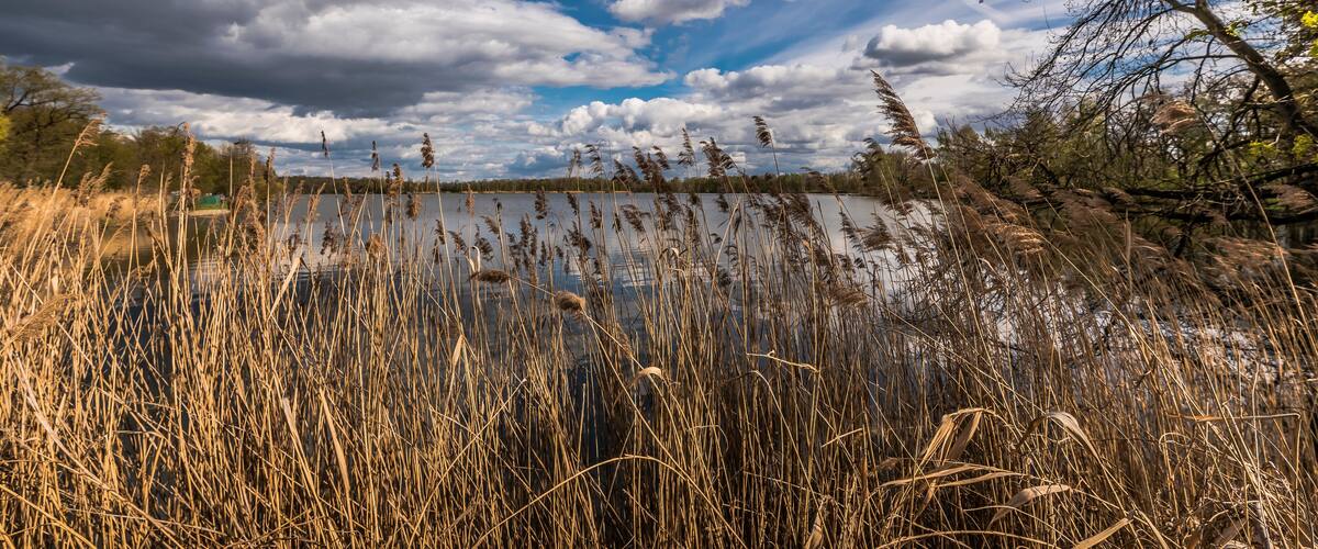 reeds in lake