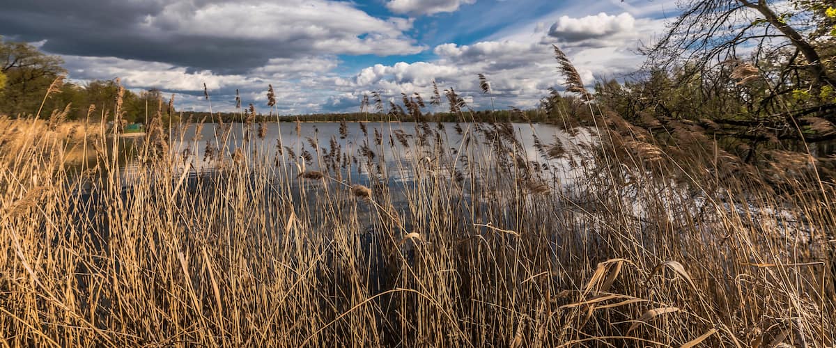 A lake with tall reeds and a cloudy sky.