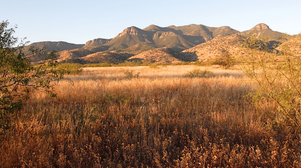 Morning in the Arizona desert