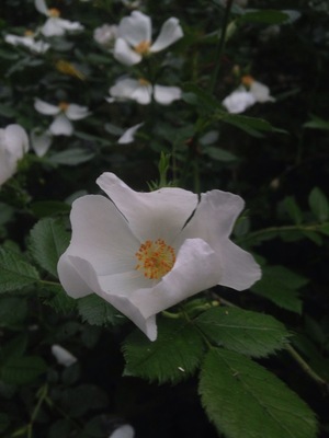 Wild rose bushes.