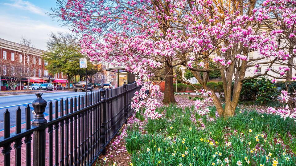 A street lined with a black iron fence, a tree with pink blossoms, and yellow daffodils.