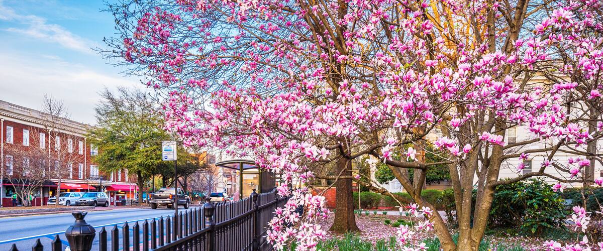 A street lined with a black iron fence, a tree with pink blossoms, and yellow daffodils.