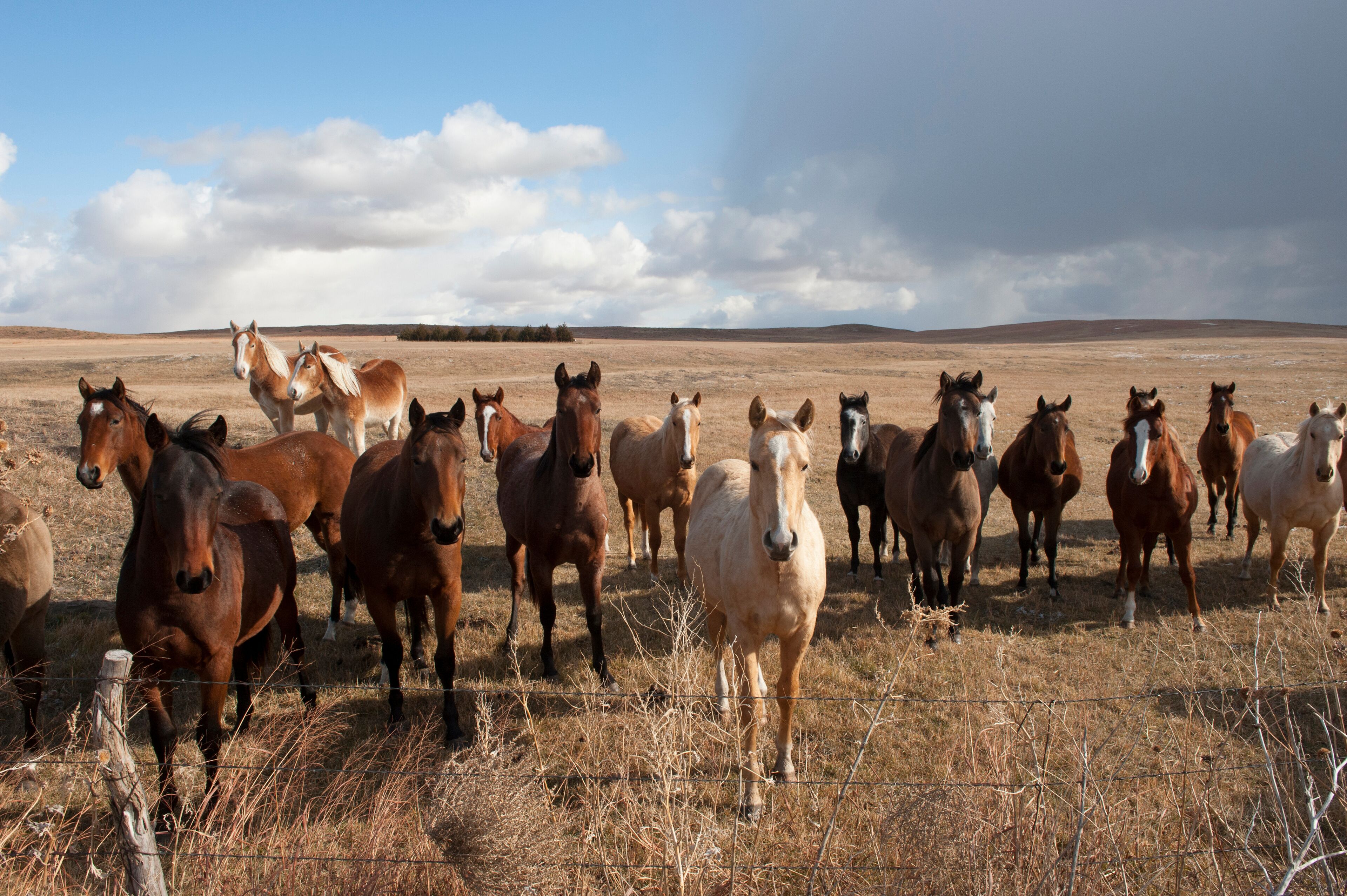 Herd of horses stand at a fence in the countryside looking at the camera; Thedford, Nebraska, United States of America