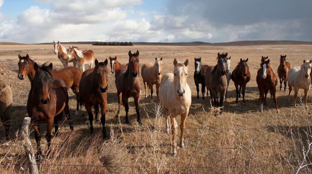 Herd of horses stand at a fence in the countryside looking at the camera; Thedford, Nebraska, United States of America