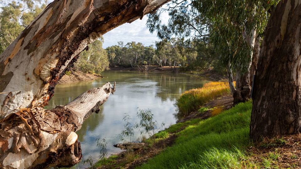 A river with a fallen tree trunk in the foreground, surrounded by green grass and trees.