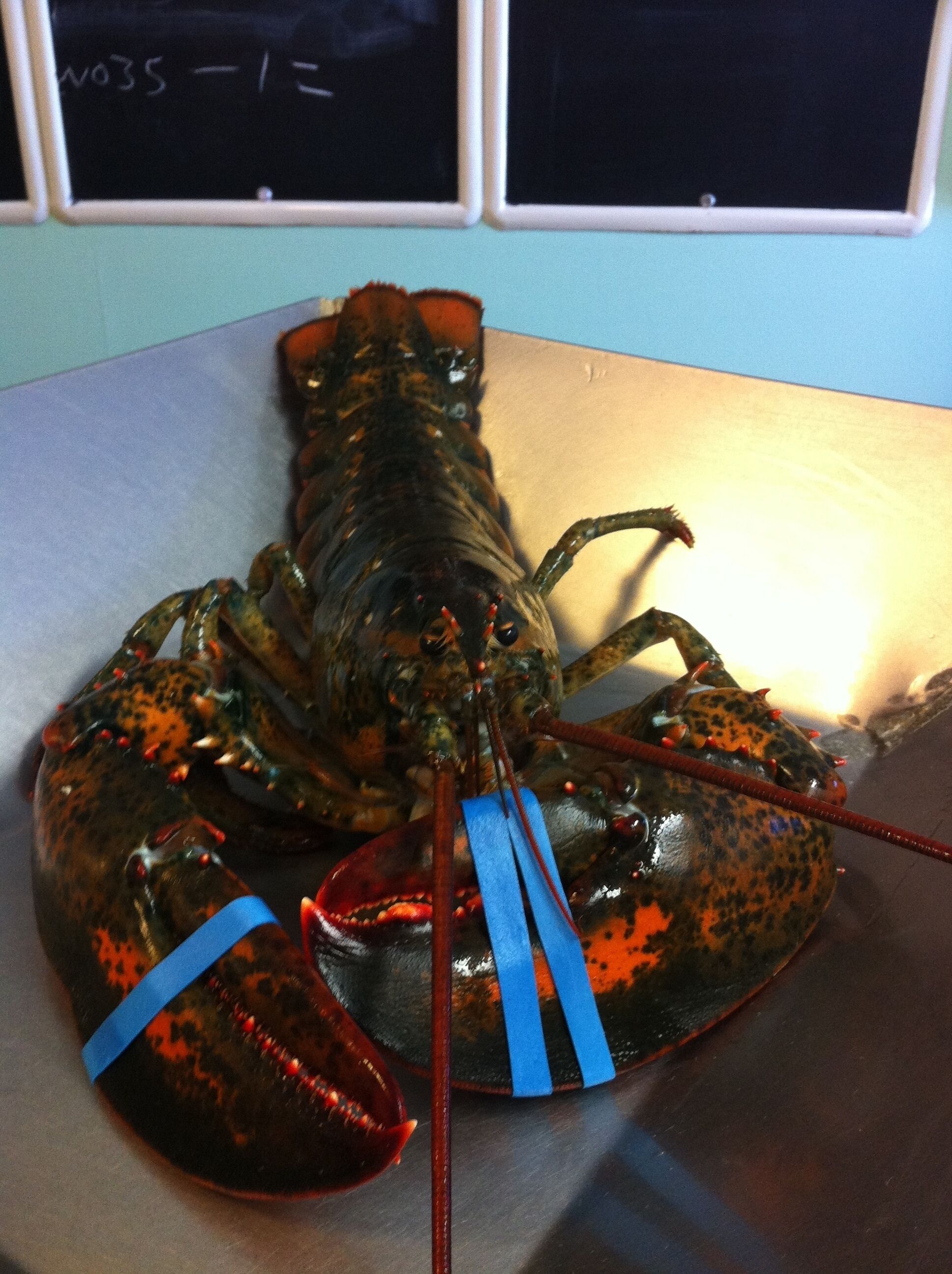 Just outside of Acadia National Park, Maine. Yum! 3 pounds if I remember correctly.