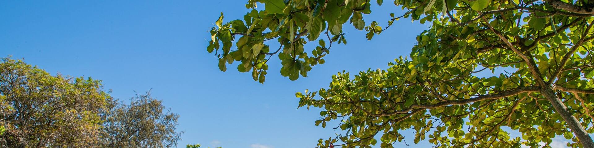 A beach with a clear sky, a sandy shore, and green foliage.
