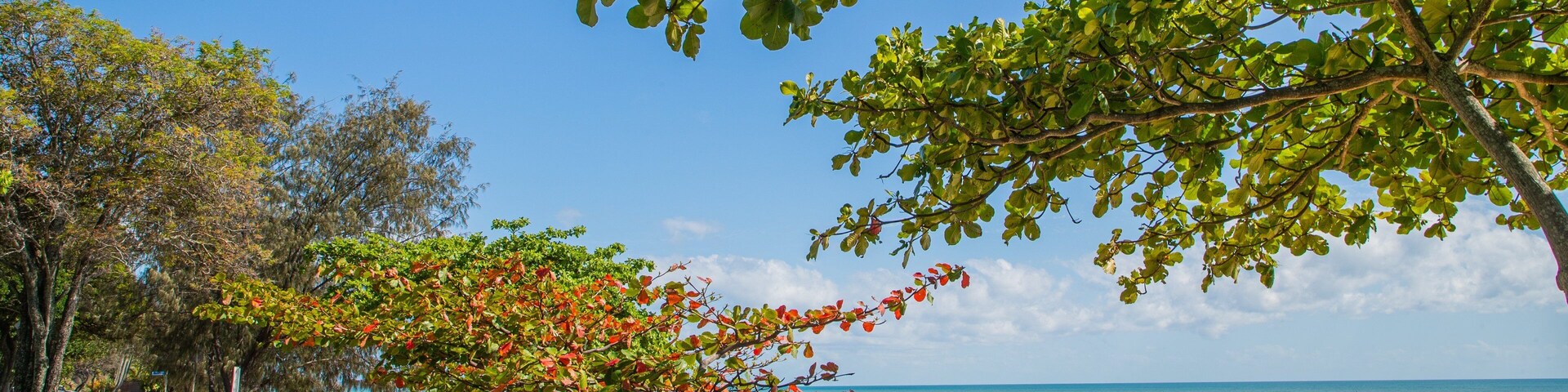 A beach with a clear sky, a sandy shore, and green foliage.