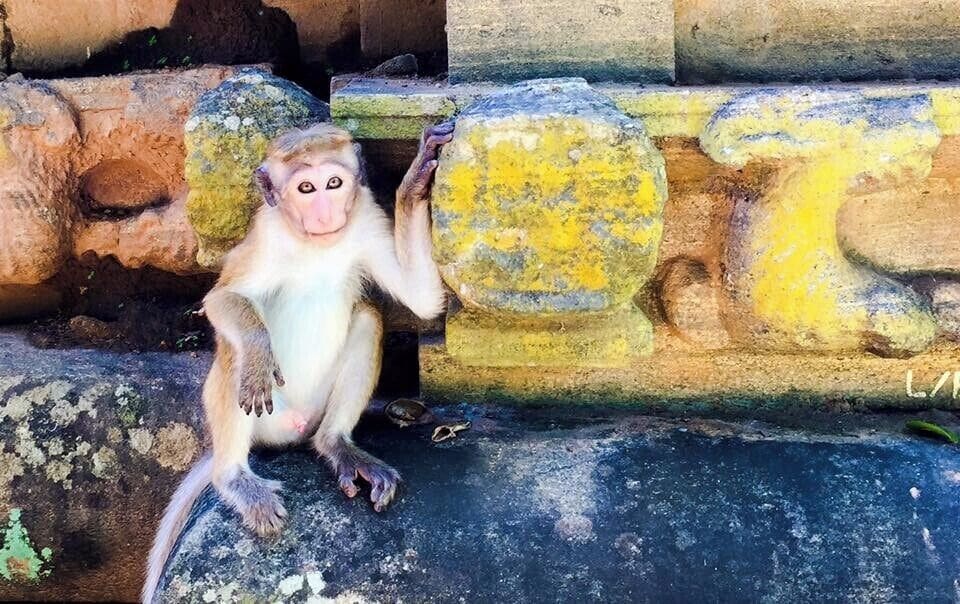 You can almost read the monkeys' thoughts by looking at their eyes