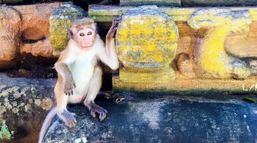 You can almost read the monkeys' thoughts by looking at their eyes