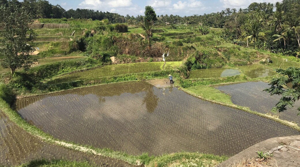 Great view point to watch the farmers work their padi terraces from. Seen also are their cows and chickens. Short walk down to the river is a must