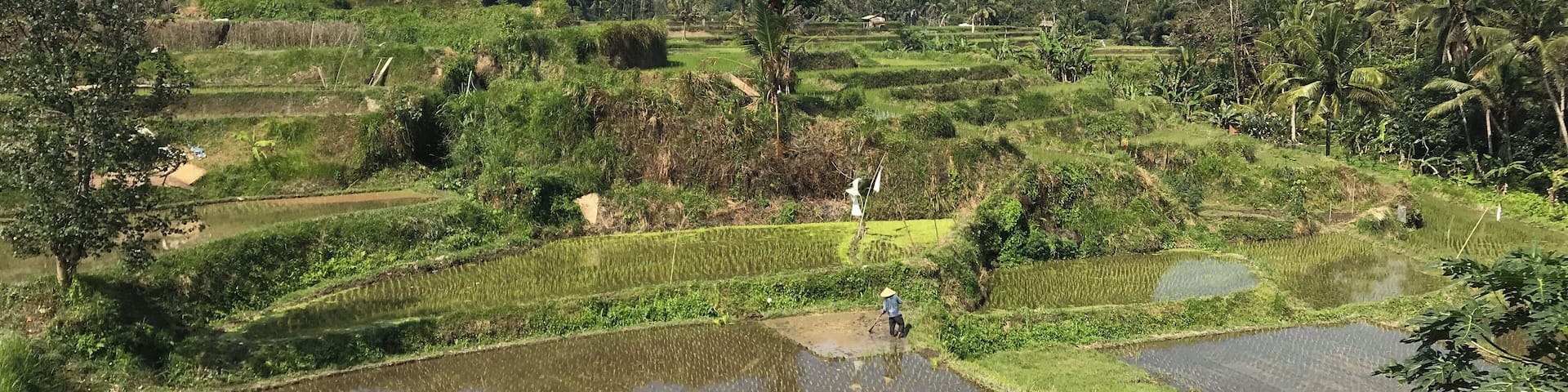 Great view point to watch the farmers work their padi terraces from. Seen also are their cows and chickens. Short walk down to the river is a must