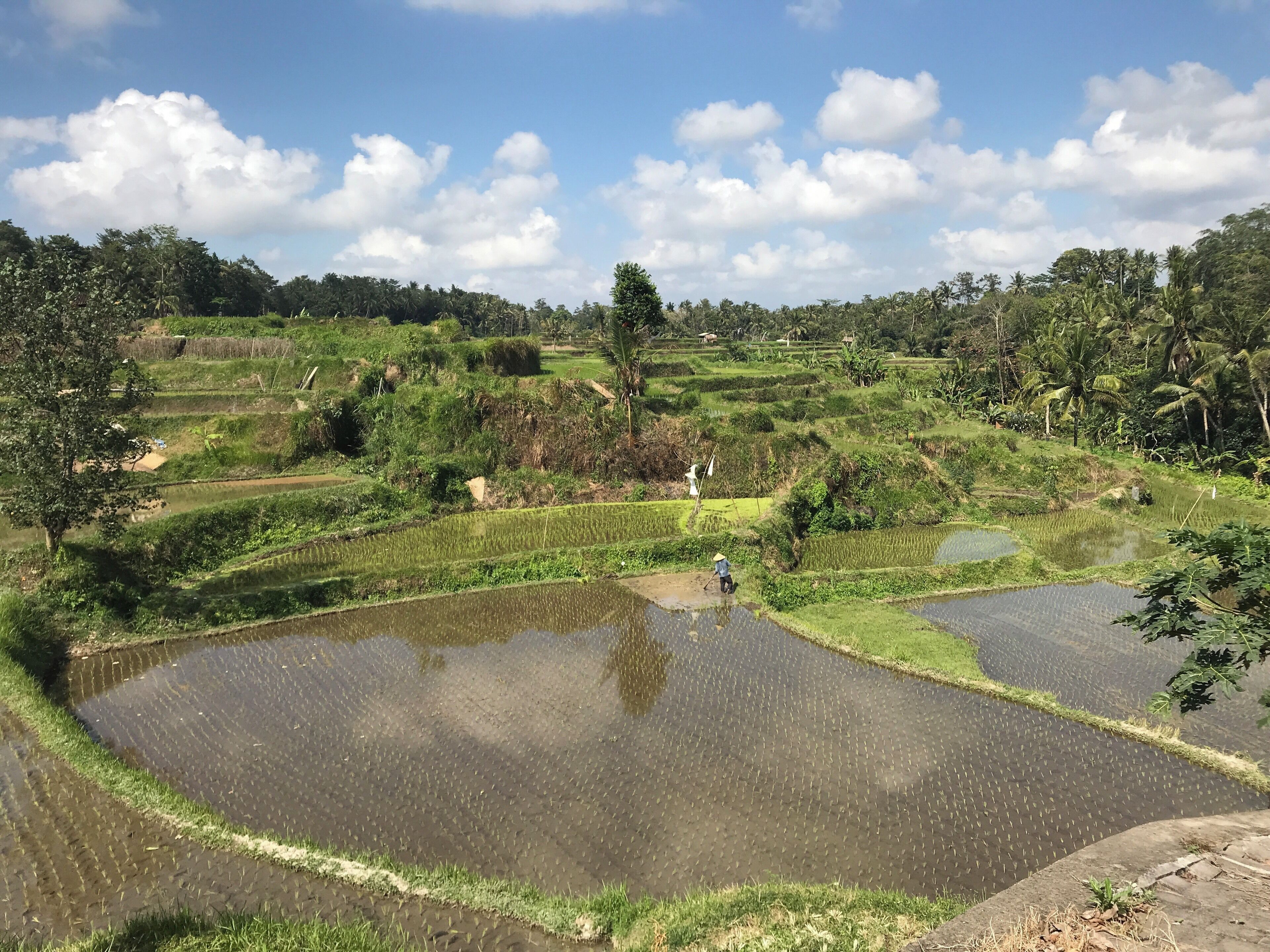 Terraced rice fields with a person working in the foreground.