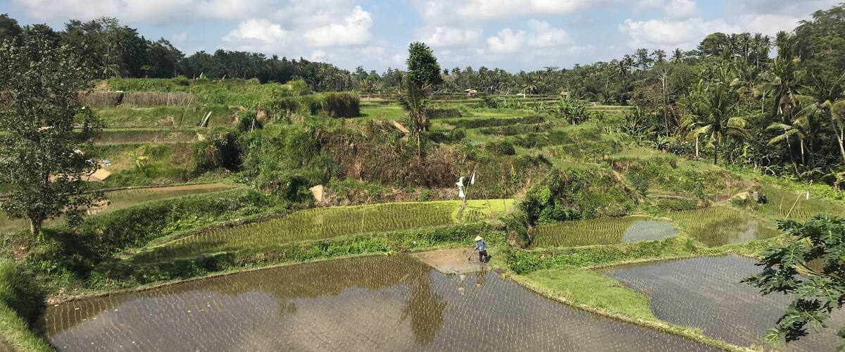 Terraced rice fields with a person working in the foreground.