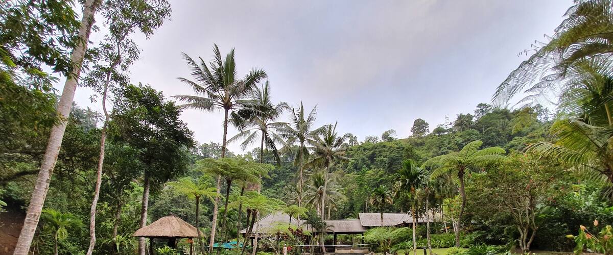 A river with a person walking, surrounded by lush greenery and palm trees.