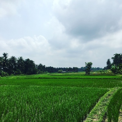 Bali and its rice fields. A classic landscape surrounded by the balinese spirit of calm.
Ubud truly amazed me.