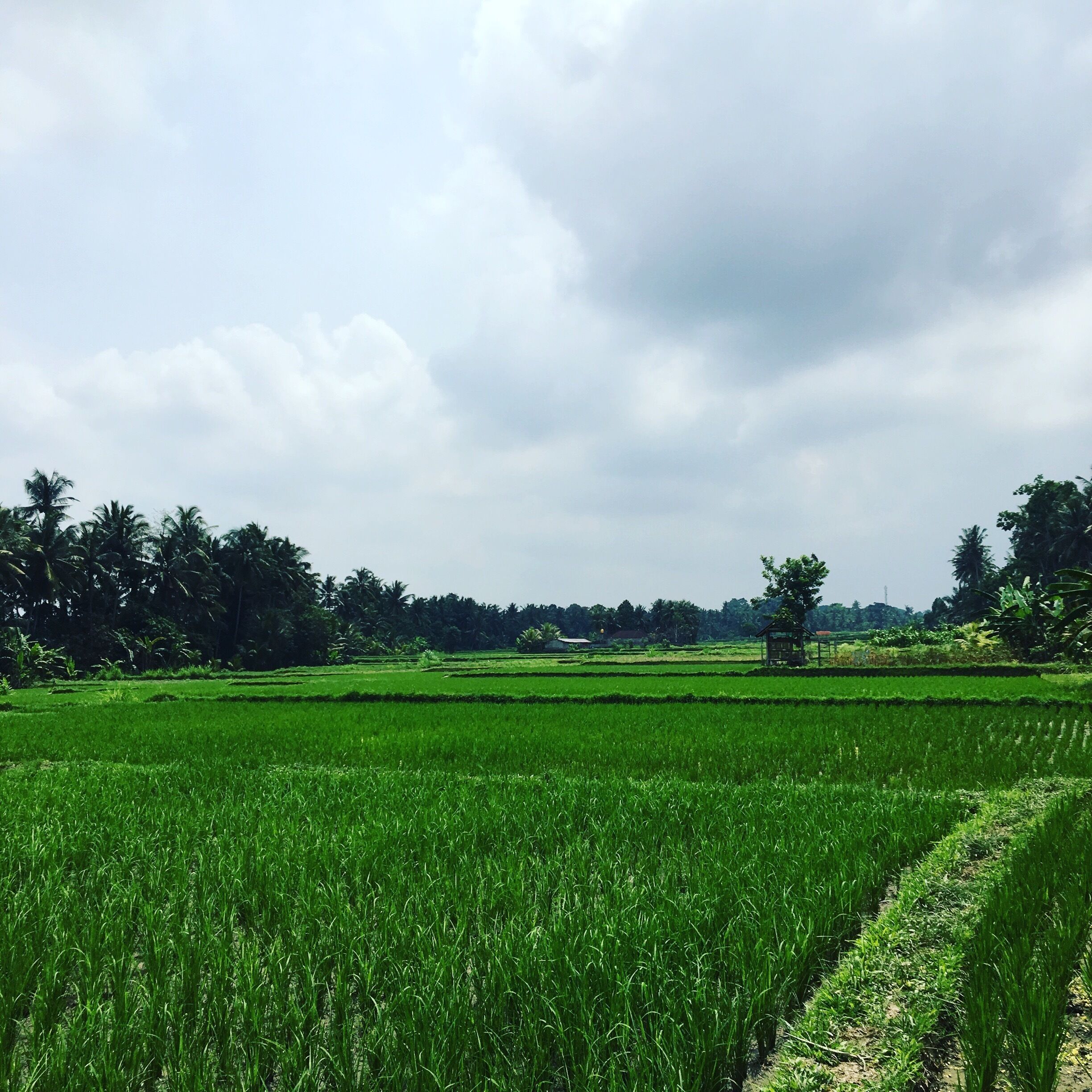 A lush green rice field with a small structure in the distance.