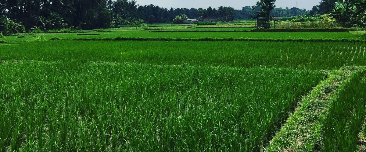 A lush green rice field with a small structure in the distance.