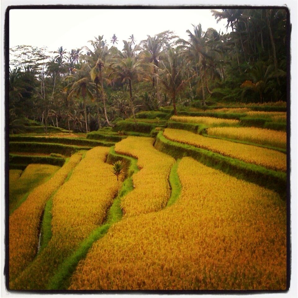 Campos de arroz en terrazas con palmeras al fondo.