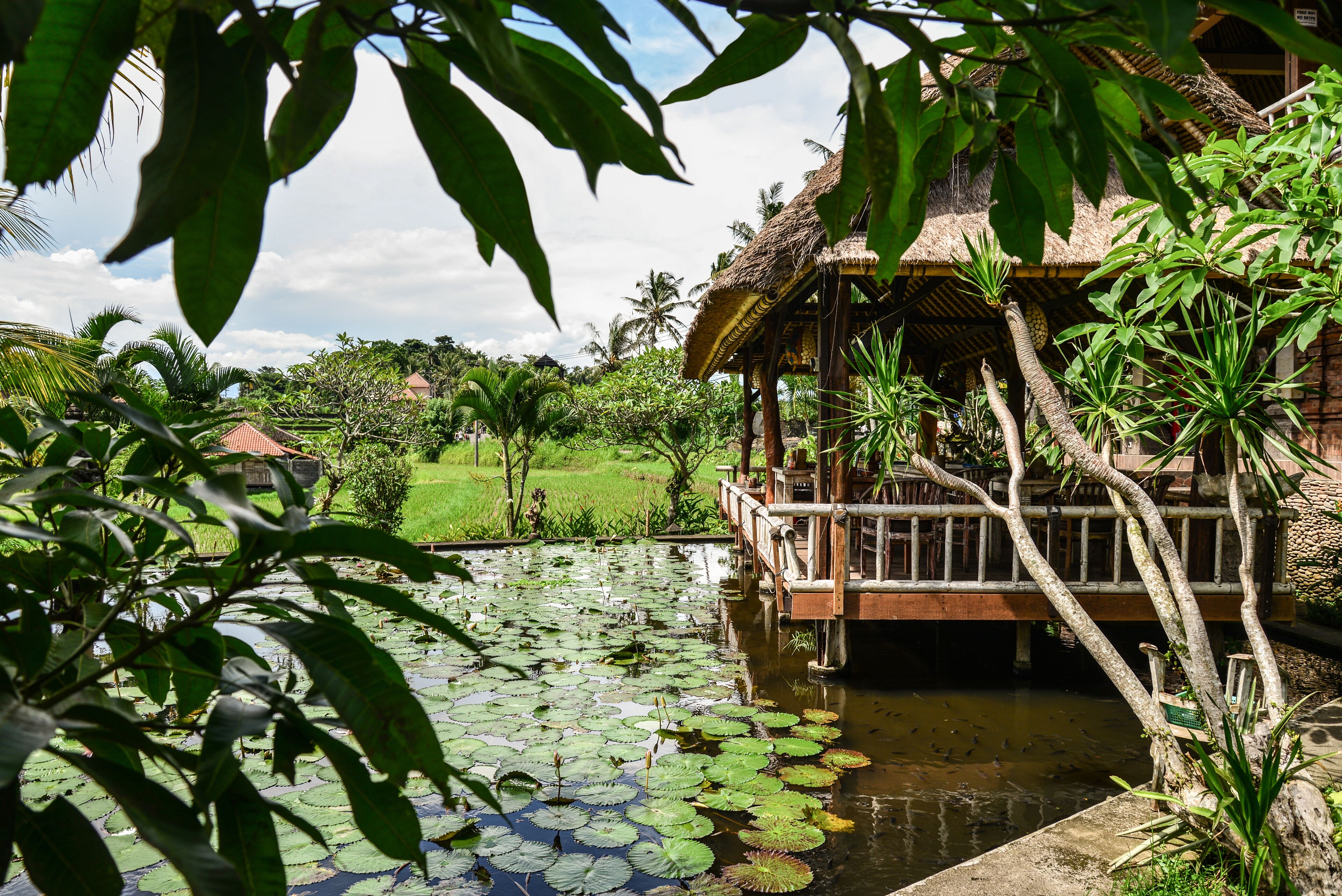 A pond with lily pads, a thatched-roof structure, and lush greenery.