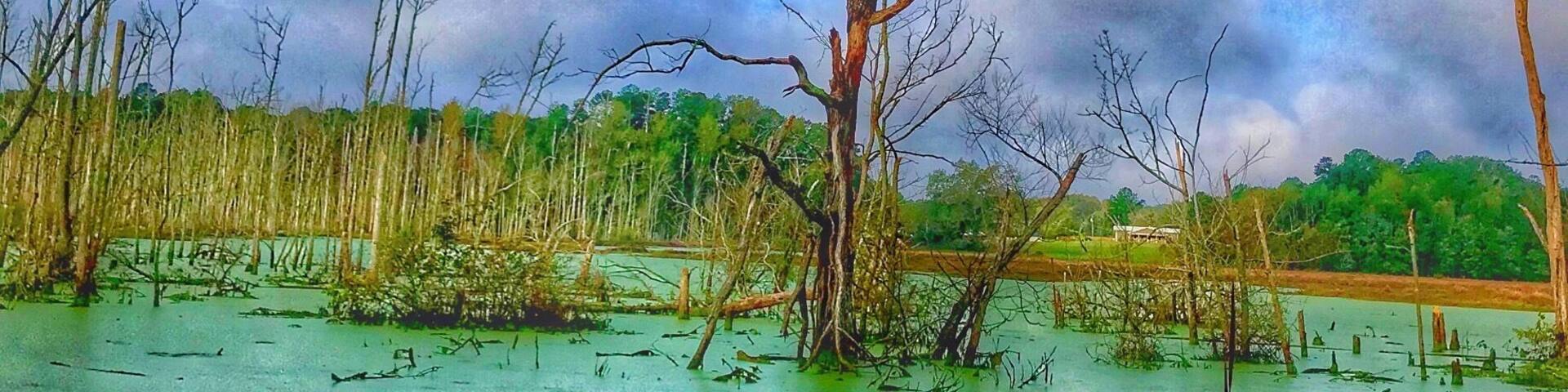 Flooded swamp land. Hurricane Florence brought lots of flooding to Eastern NC
