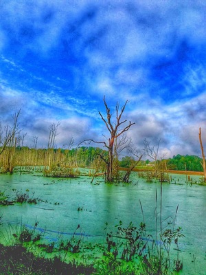 Flooded swamp land. Hurricane Florence brought lots of flooding to Eastern NC
