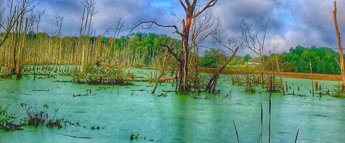 Flooded swamp land. Hurricane Florence brought lots of flooding to Eastern NC
