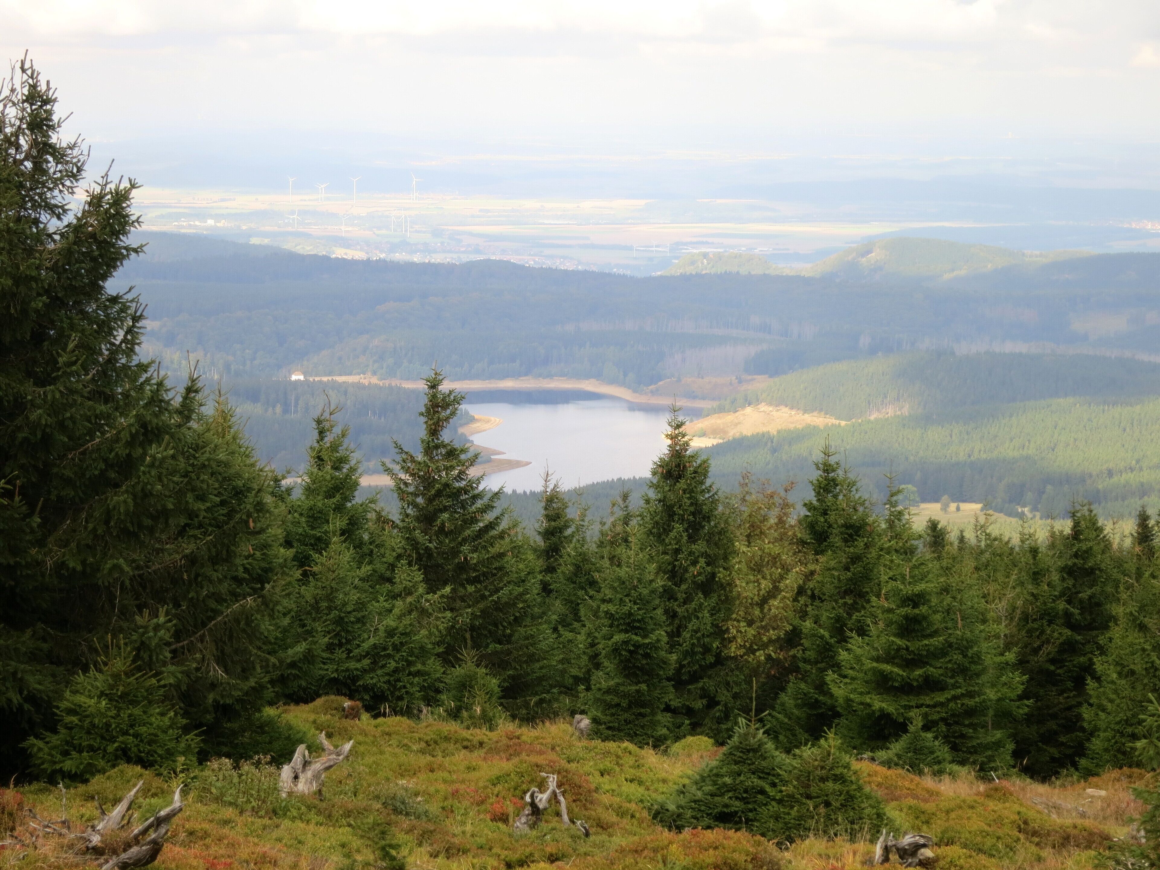 A lake surrounded by dense forest and distant wind turbines.