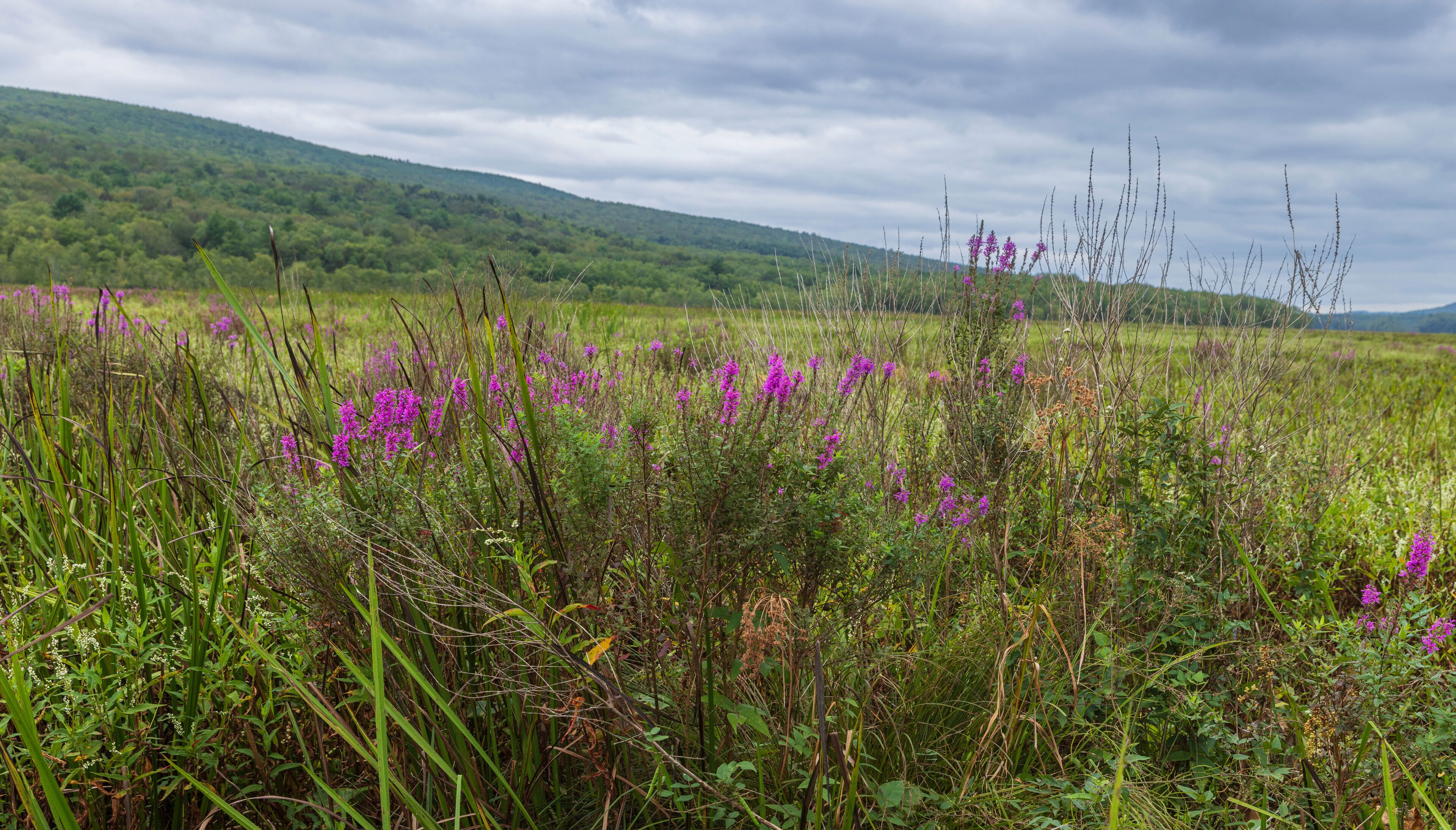 The Basha Kill Wetlands are part of a more than 3,000 acre Wildlife Management Area in Wurtsboro, New York.