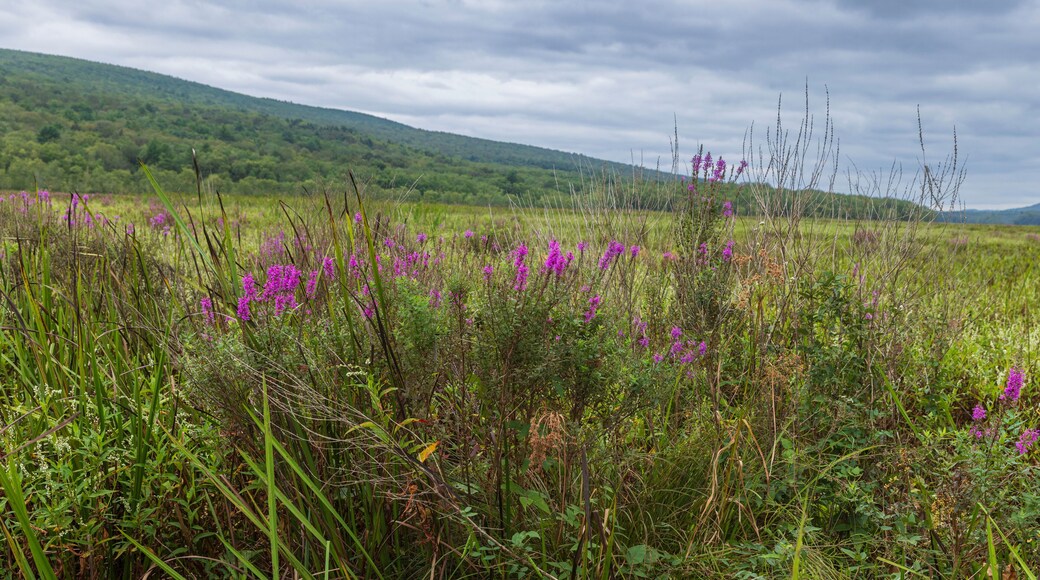 The Basha Kill Wetlands are part of a more than 3,000 acre Wildlife Management Area in Wurtsboro, New York.