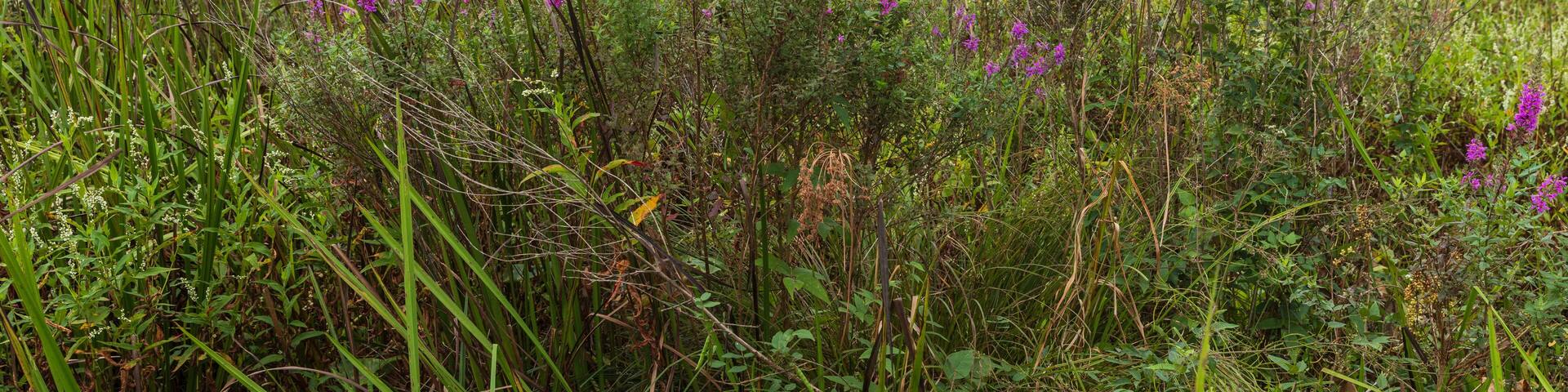 The Basha Kill Wetlands are part of a more than 3,000 acre Wildlife Management Area in Wurtsboro, New York.