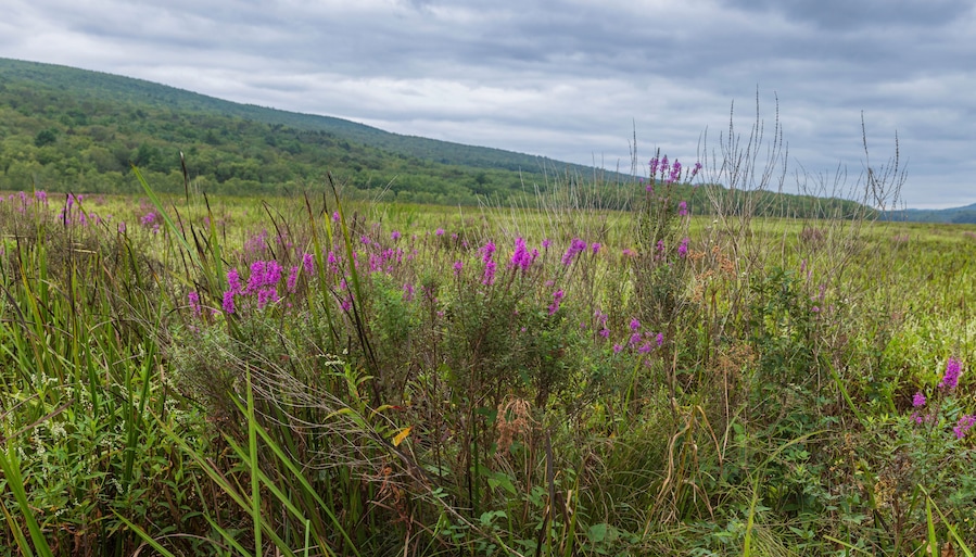 The Basha Kill Wetlands are part of a more than 3,000 acre Wildlife Management Area in Wurtsboro, New York.