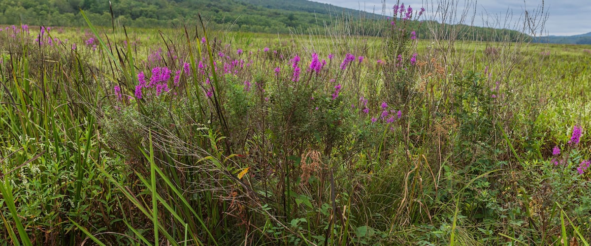 A field of purple flowers with a green hillside in the background.