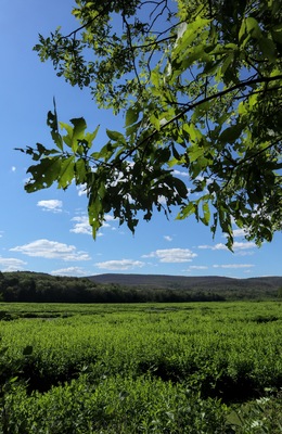 view of Bashakill Wildlife Management Area in upstate new york on new jersey border near otisville wurtsboro port jervis (beautiful nature preserve water lake pond with mountains grass) summer hike