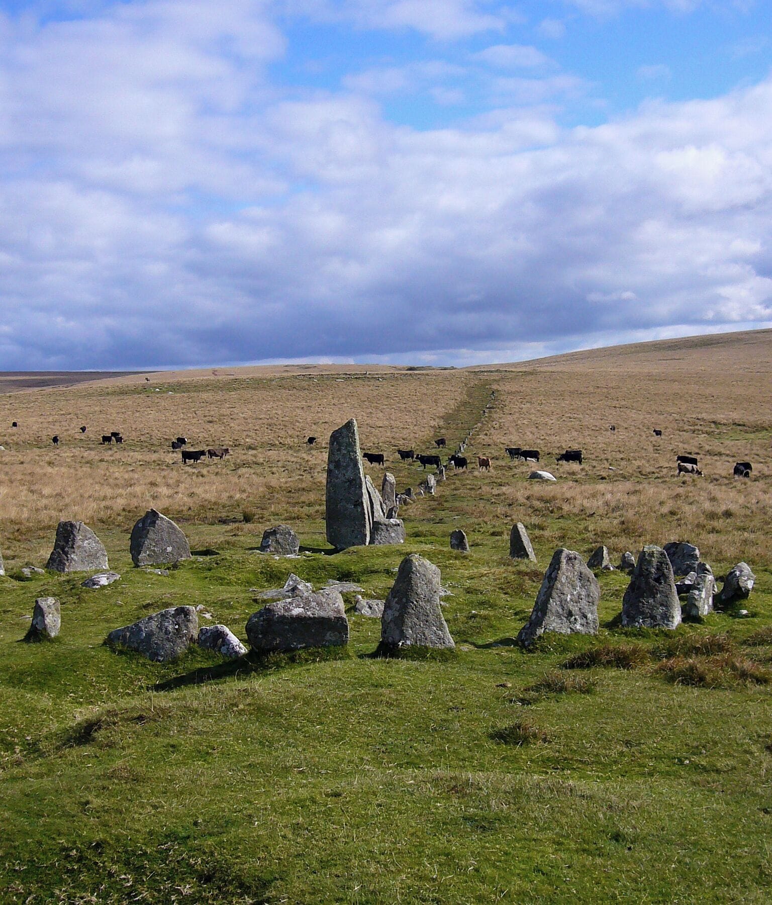 A grassy field with standing stones and grazing cattle.