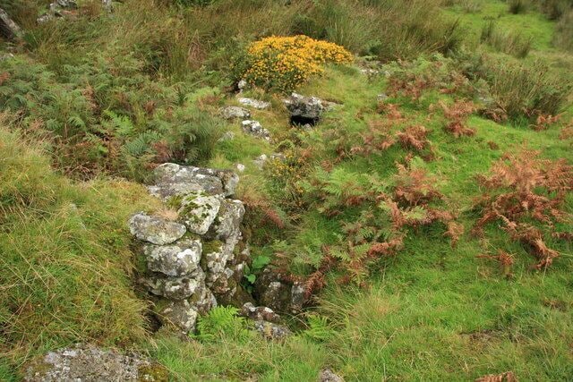 Middle Blowing House, River Walkham Showing the overgrown race and wheelpit of this relic of the tin working that occurred in this valley.