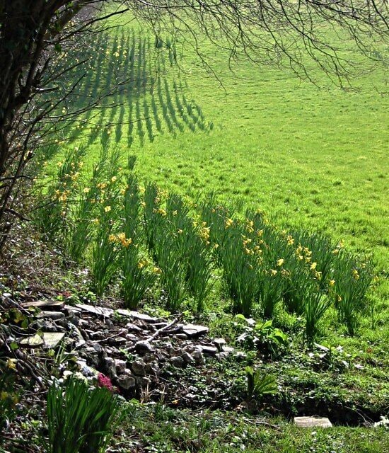 Daffodils in the pasture. A former Narcissus field. – When the railway came to the Tamar Valley it gained a thriving trade in flowers and soft fruit which could be sold the day after picking in London. Gradually this activity diminished and in some cases the bulb fields were just left to pasture, but the daffodils still come through each spring.