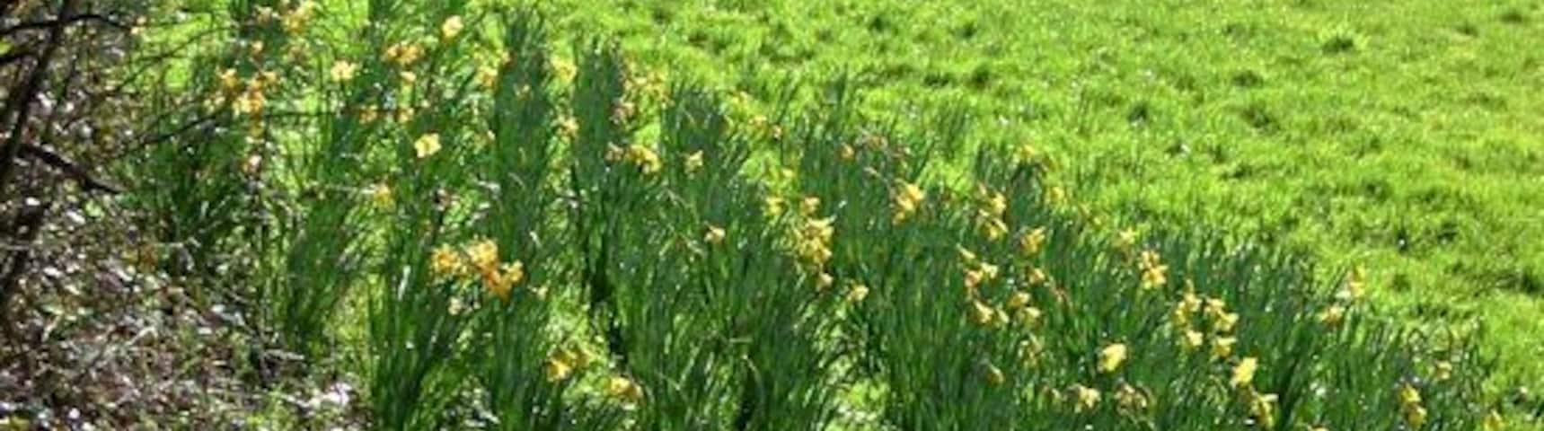 Un campo verde con flores amarillas y un muro de piedra.