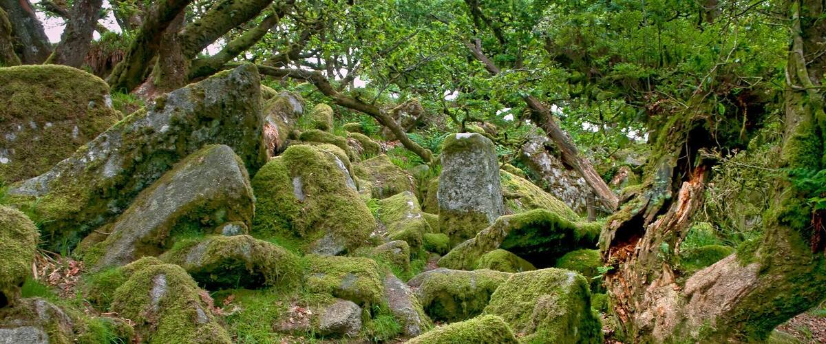 The legendary home of the infamous Wisht Hounds which roam Dartmoor for lost souls and weary travellers .. also the home to several thousand midges with a thirst for human blood!