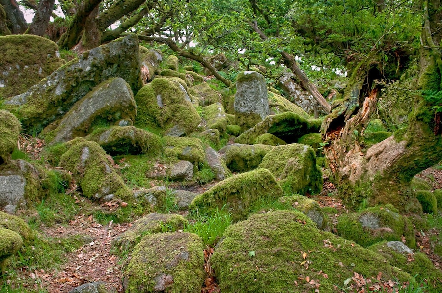The legendary home of the infamous Wisht Hounds which roam Dartmoor for lost souls and weary travellers .. also the home to several thousand midges with a thirst for human blood!