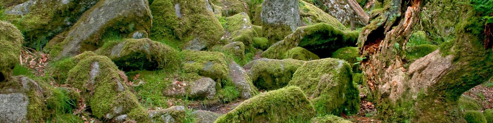 The legendary home of the infamous Wisht Hounds which roam Dartmoor for lost souls and weary travellers .. also the home to several thousand midges with a thirst for human blood!